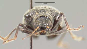 Media type: image; Entomology 9939   Aspect: head frontal view